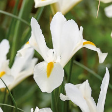 Ірис Hollandica White van Vliet