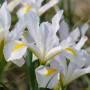Ірис Hollandica White van Vliet