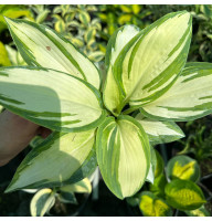 Хоста Hans 2 л