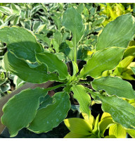 Хоста Shadowland Wheee 2 л