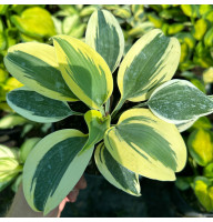 Хоста Autumn Frost 2 л