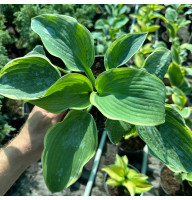 Хоста American Halo 2 л