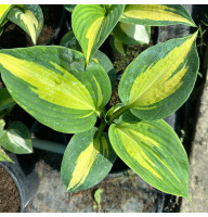 Хоста Dream Queen 2 л