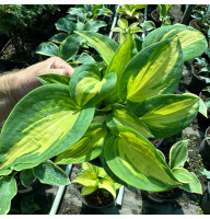 Хоста Great Expectations 2 л