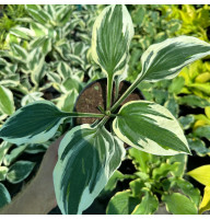 Хоста Minute Man 2 л