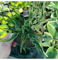 Хоста Praying Hands 2 л