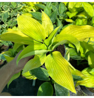 Хоста Shadowland Coast to Coast 2 л