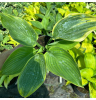 Хоста Shadowland Wu La La 2 л