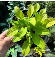 Хоста Sun Mouse 2 л