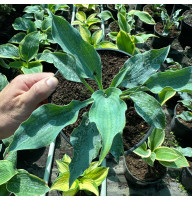 Хоста Waterslide 2 л