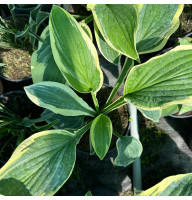 Хоста Wide Brim 2 л