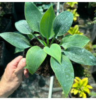 Хоста Halcyon 2 л