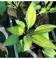 Хоста June 2 л