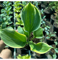 Хоста Liberty 2 л