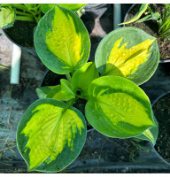 Хоста Pocketful of Sunshine 2 л