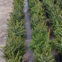 Ялина Сербська Picea Omorika 4.5 л