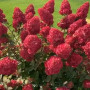 Гортензія Framboisine Самарська Лідія 5 л