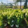 Гортензія Limelight 5 л