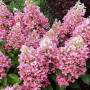 Гортензія Pink Queen 1,5 л