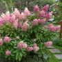 Гортензія Pink Queen 1,5 л