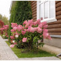 Гортензія Pink Queen 1,5 л
