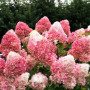 Гортензія Pink and Rose 5 л