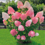 Гортензія Pink and Rose 5 л