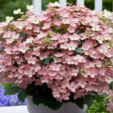 Гортензия Polestar 1 л Гортензия Polestar 1 л