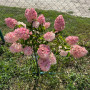 Гортензія Pink and Rose 5 л