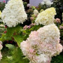 Гортензія Summer Love 5 л