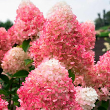 Гортензія Touch of Pink 5 л
