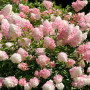 Гортензія Touch of Pink 5 л