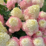 Гортензія Touch of Pink 5 л