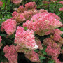 Гортензія Touch of Pink 5 л