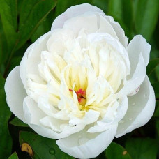 Пион Immaculee(Імакюлі)