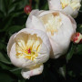 Пион Immaculee(Імакюлі)