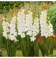 Гладиолус Ivory Perfection