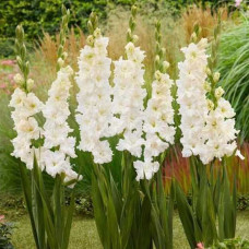 Гладіолус Ivory Perfection
