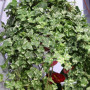 Плющ Mint Kolibri Hang 2 л