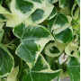 Плющ Variegata 2 л