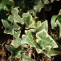 Плющ Variegata 2 л