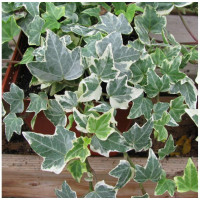Плющ Variegata 2 л