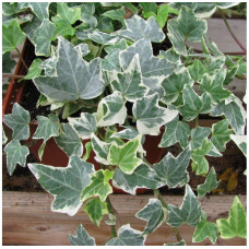 Плющ Variegata 2 л