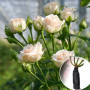 Роза Jana (Яна)