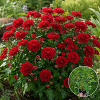 Хризатнема Jasoda Red 3 л