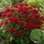 Хризатнема Jasoda Red 3 л
