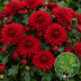 Хризатнема Jasoda Red 3 л
