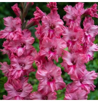 Гладиолус Kingston Ruffle