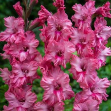 Гладіолус Kingston Ruffle