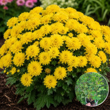Хризантема Kira Yellow 3 л Хризантема Kira Yellow 3 л